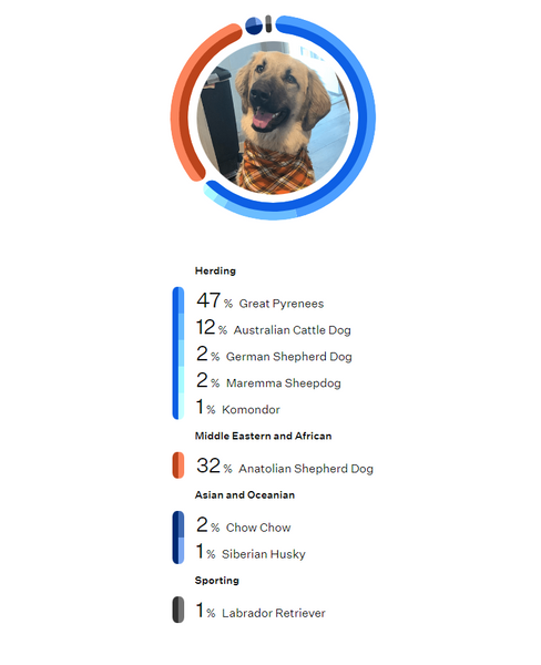 My Dog's Ancestry DNA and His Allergy to Certain Dog Treats