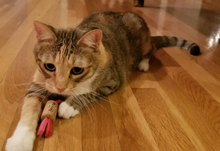 Load image into Gallery viewer, Wine Cork Cat Toy