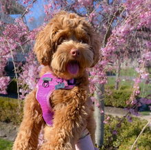 Load image into Gallery viewer, Playful Pawple Harness