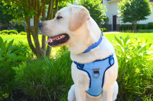 Load image into Gallery viewer, Winter Blue Harness