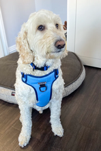 Load image into Gallery viewer, Winter Blue Harness