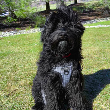 Load image into Gallery viewer, Plaid Pawty Harness