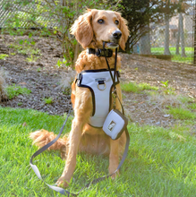 Load image into Gallery viewer, Essential Leash