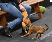 Load image into Gallery viewer, Coil Caterpillar