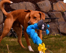 Load image into Gallery viewer, Coil Caterpillar