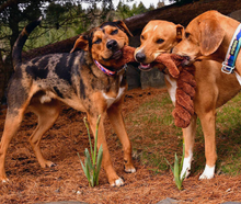 Load image into Gallery viewer, Springy Squirrel