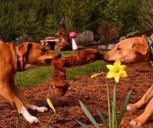 Load image into Gallery viewer, Springy Squirrel