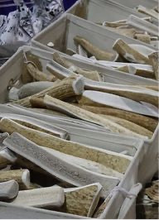 Load image into Gallery viewer, Giant Elk Antler
