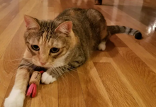 Load image into Gallery viewer, Wine Cork Cat Toy
