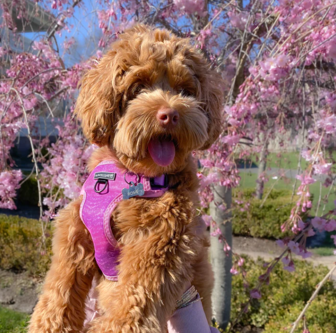 Playful Pawple Harness