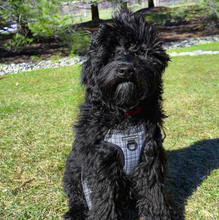 Load image into Gallery viewer, Plaid Pawty Harness
