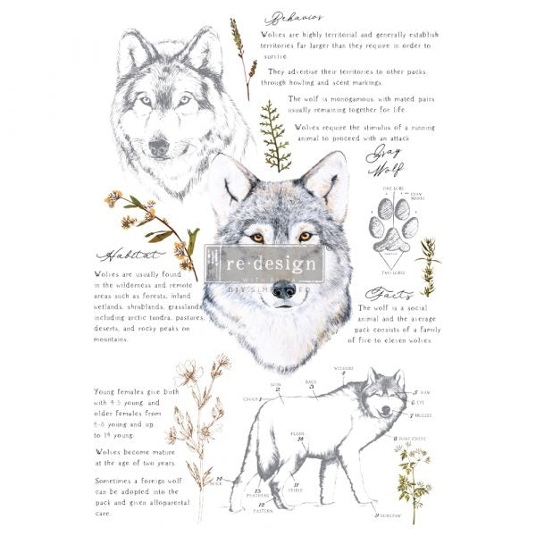 Gray Wolf - Transfers
