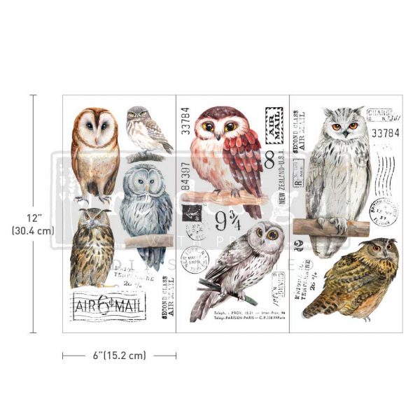 Owl - Transfers